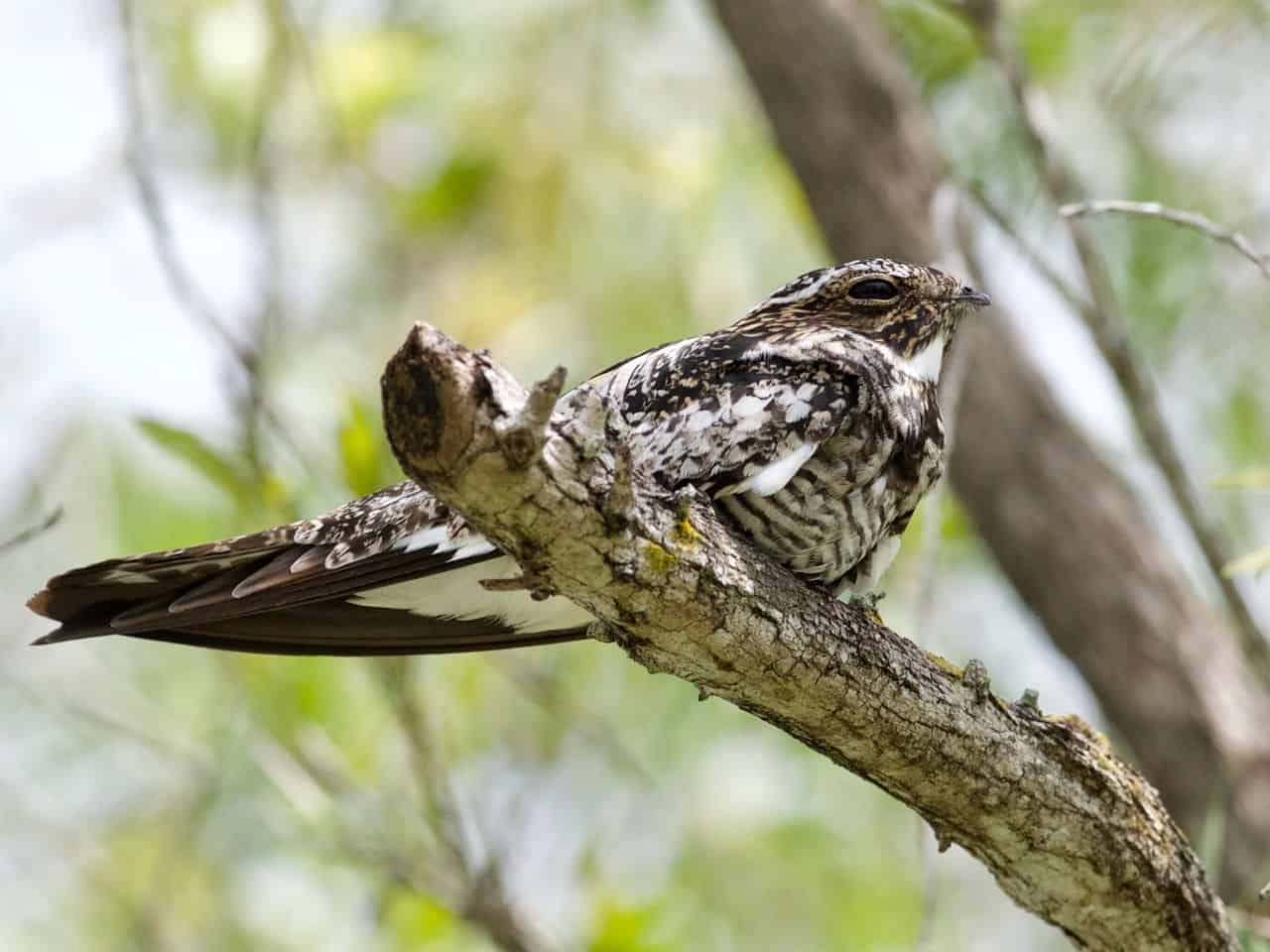 Common Nighthawk - Photo Brandon Trentler