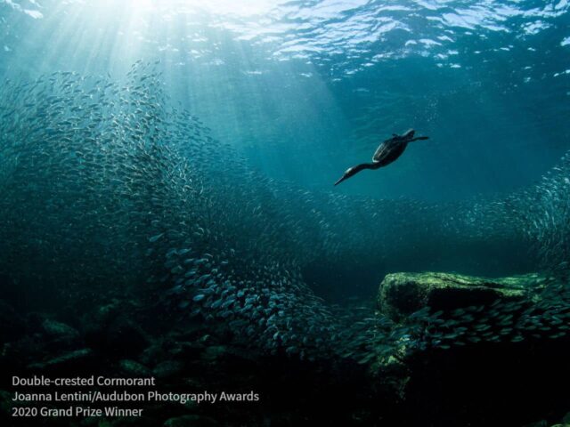 2020 Winners - Grand Prize - Double-crested Cormorant