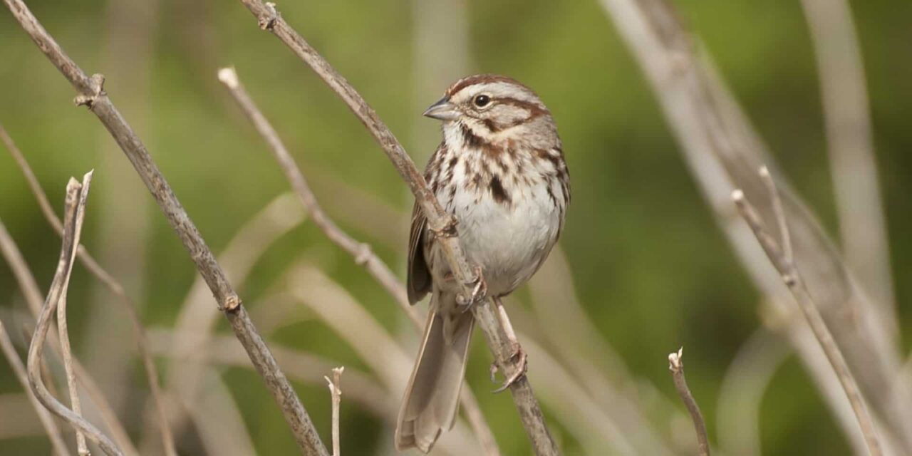 Tom Sheley - Song Sparrow