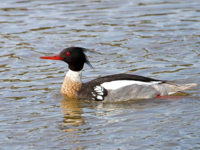 Red-breasted Merganser - Photo Mick Thompson