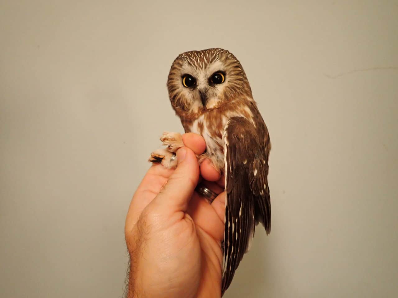 06 Nov 2020 - Northern Saw-whet Owl