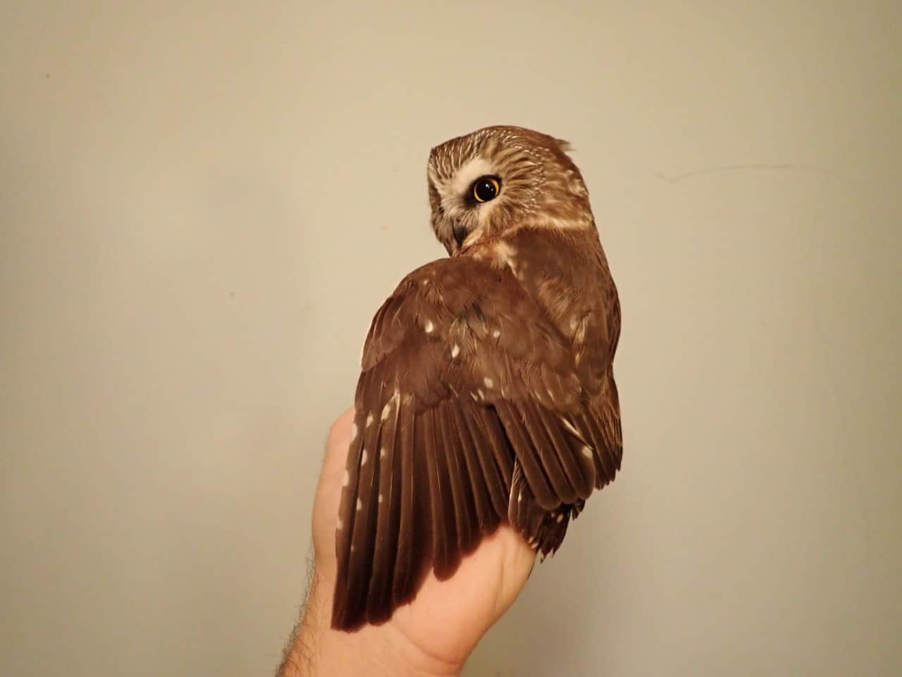 06 Nov 2020 - Northern Saw-whet Owl (female)