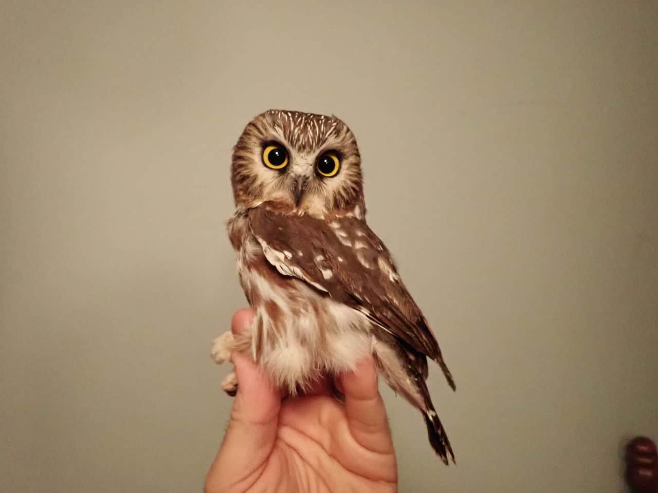 07 Nov 2020 - Northern Saw-whet Owl (female)