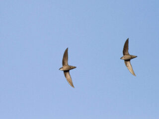 Chimney Swifts