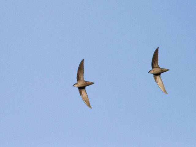 Chimney Swifts