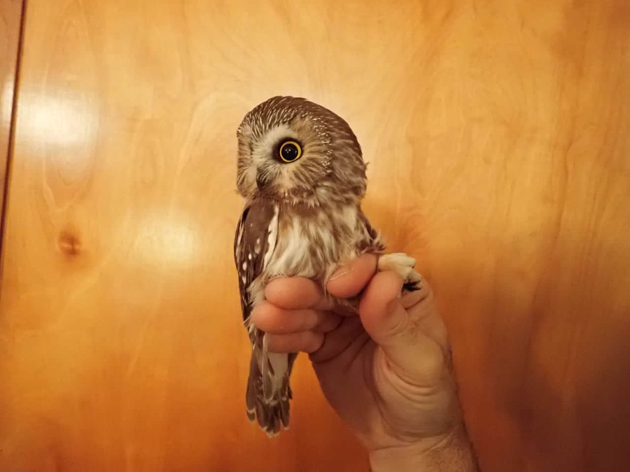 Nov 2020 - Northern Saw-whet Owl