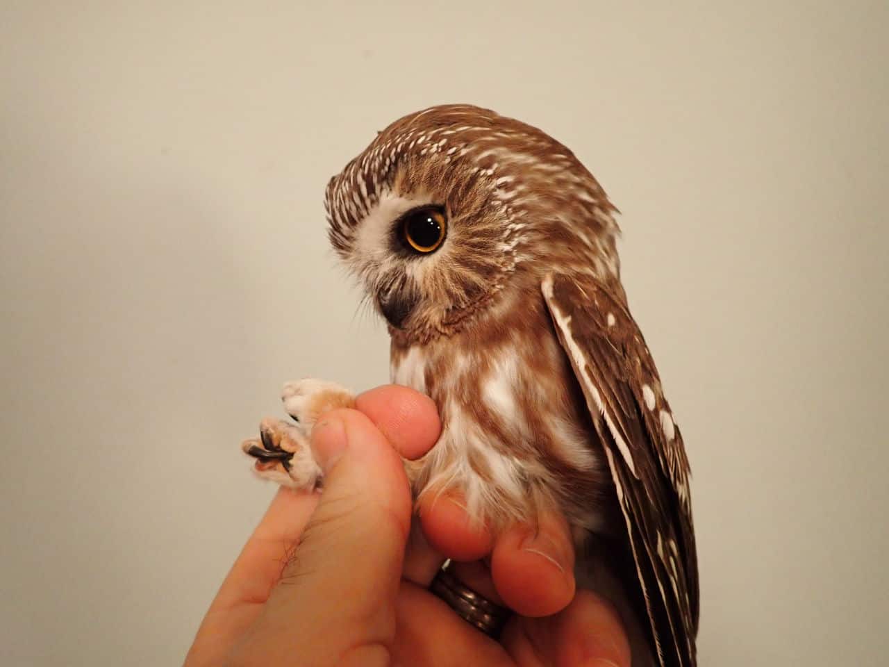 Nov 2020 - Northern Saw-whet Owl