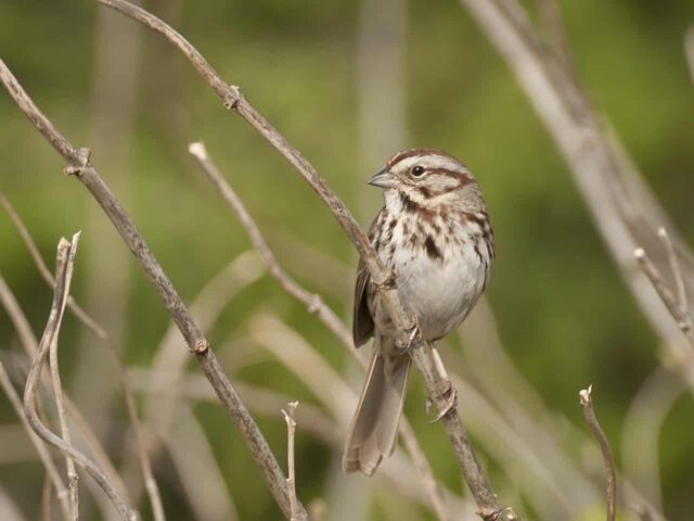 Song Sparrow - Photo Tom Sheley