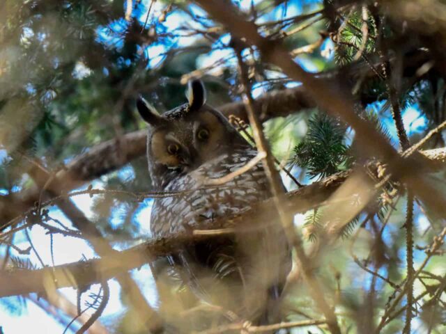 Long-eared Owl - Photo John Kuenzli