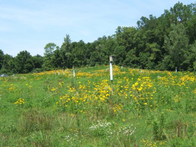 Nest Boxes at OECC Prairie