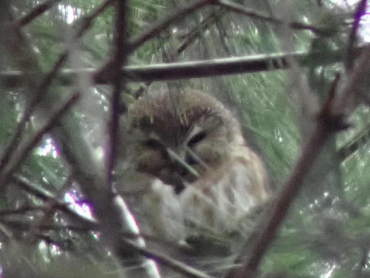 Northern Saw-whet Owl - Photo Blake Mathys