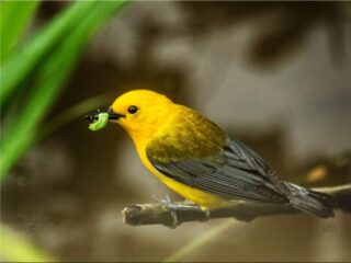 Prothonotary Warbler - Photo Stan Lupo