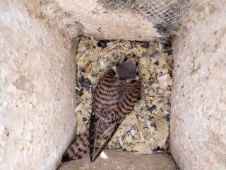 Kestrel Incubating April-10-2021