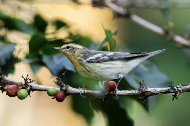 Blackburnian Warbler at Coffee Plantation