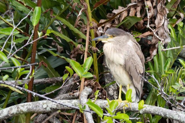 Black-crowned Night Heron - Photo Mick Thompson