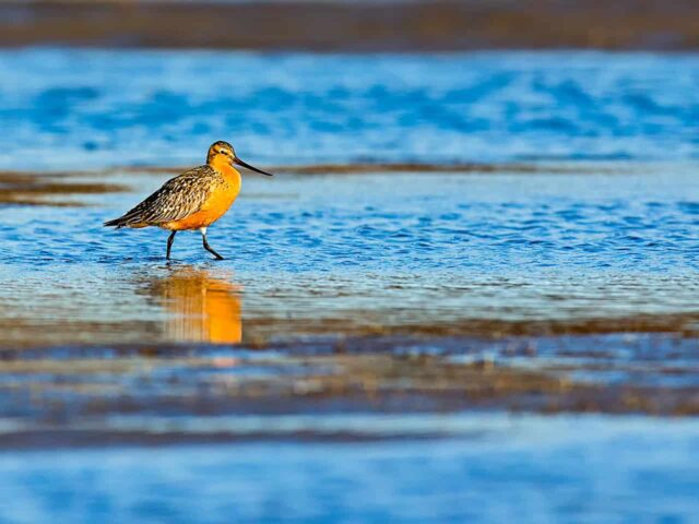 Bar-tailed Godwit - Photo William Pohley