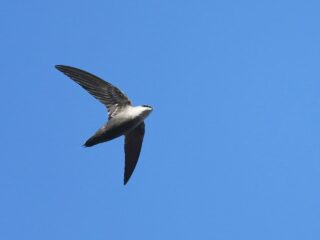 Chimney Swift - Photo Andy Reago and Chrissy McLarren