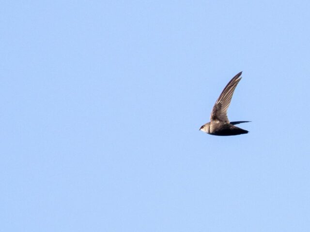 Chimney Swift - Photo Shawn Taylor