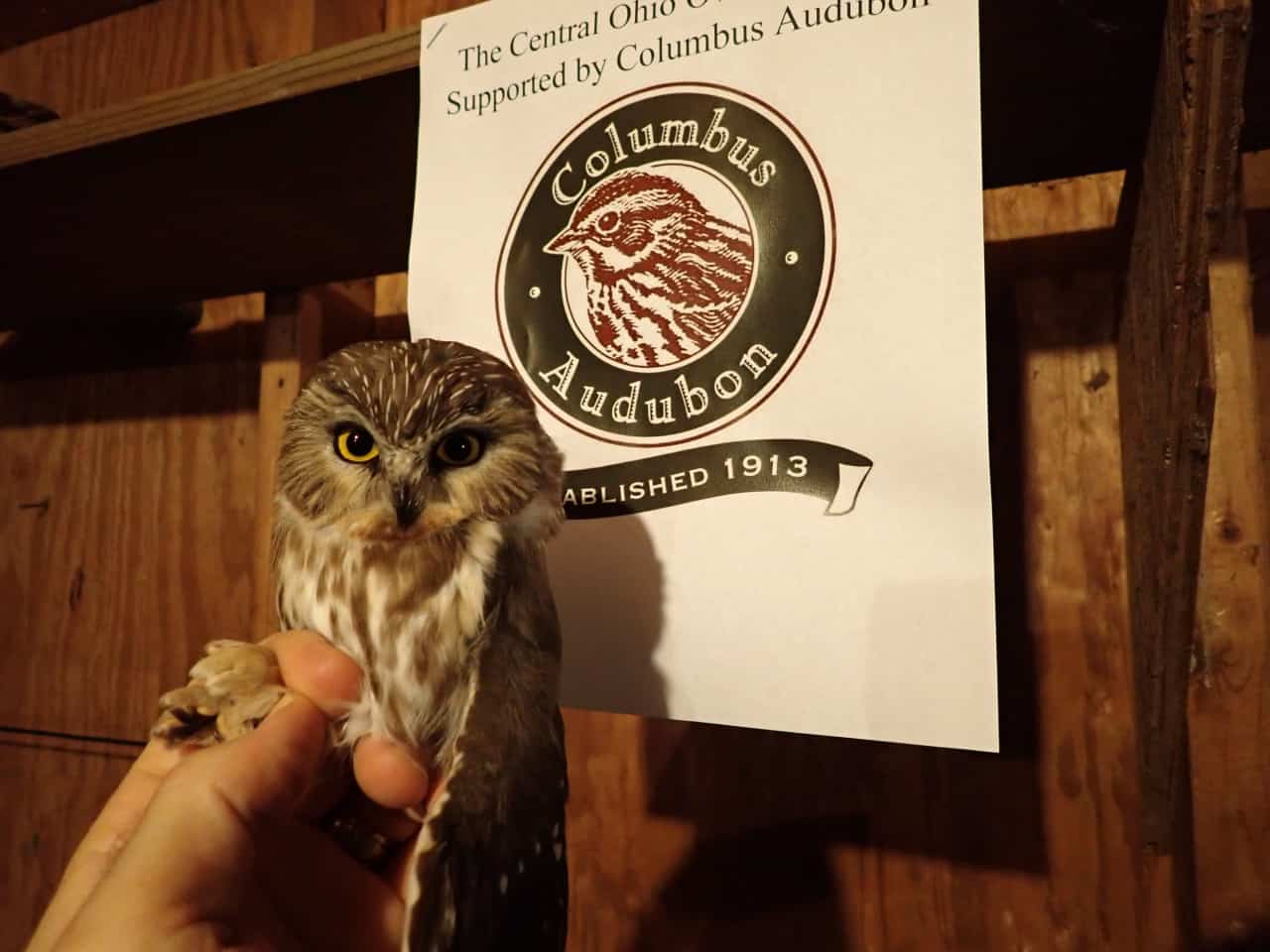 Saw-whet Owl - Central Ohio Owl Project - Photo Blake Mathys