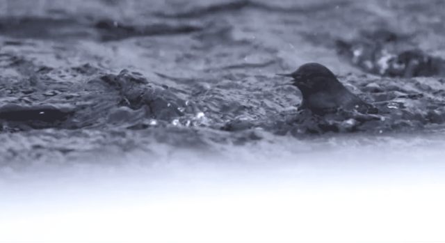 American Dipper - Photo Kyle Dudgeon