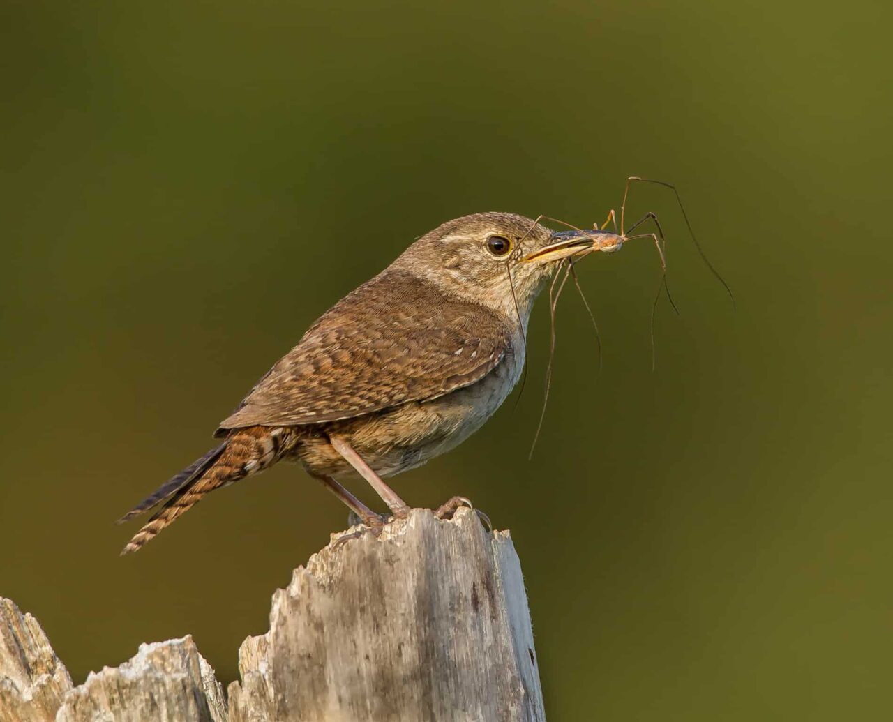 House Wren - Photo Nick Sherman