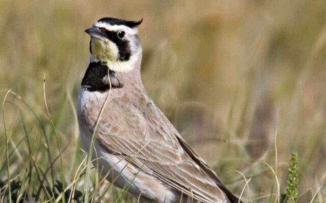 Horned Lark