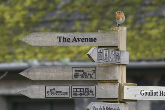 Signpost with European Robin on Dark Sky Island - Photo Kate McFarland