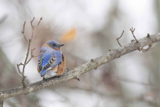 Eastern Bluebird - Photo Jeffrey Horvath