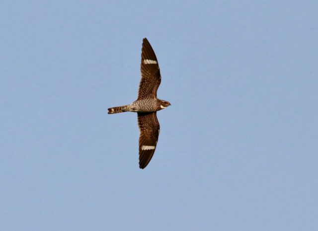 Common Nighthawk