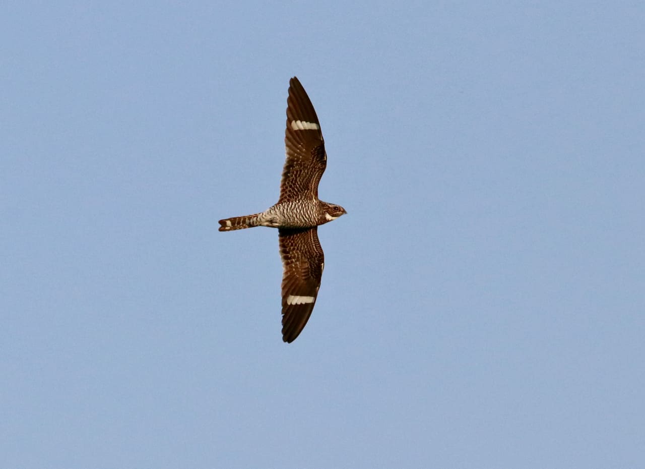 Common Nighthawks: Acrobats of the Bird World – Columbus Audubon