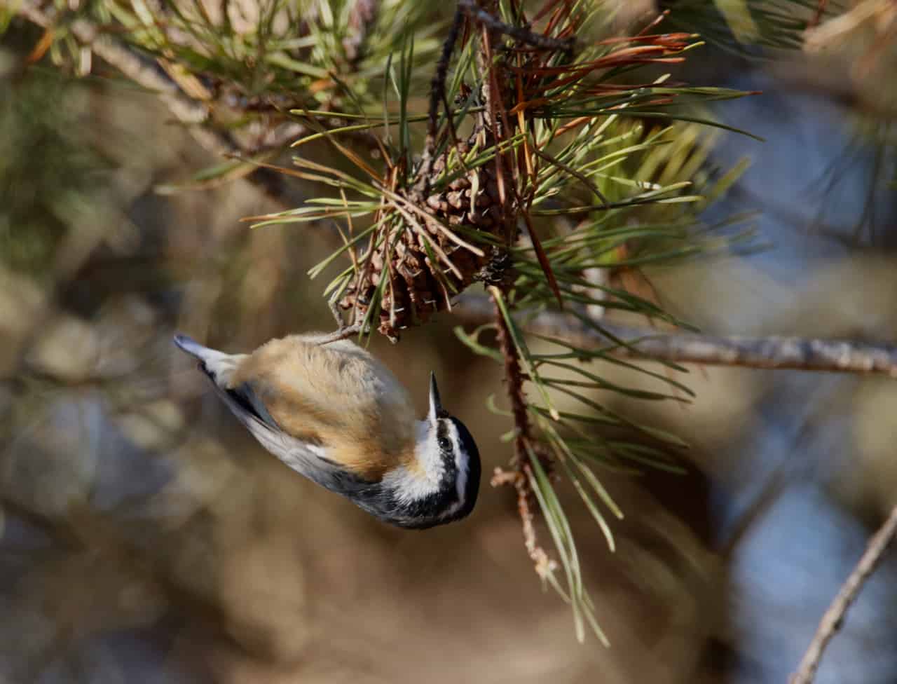 Red-breasted Nuthatch