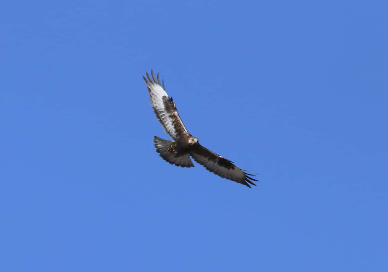 Rough-legged Hawk head on