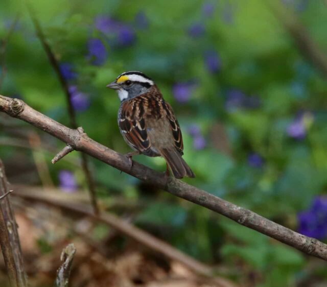 White-throated Sparrow