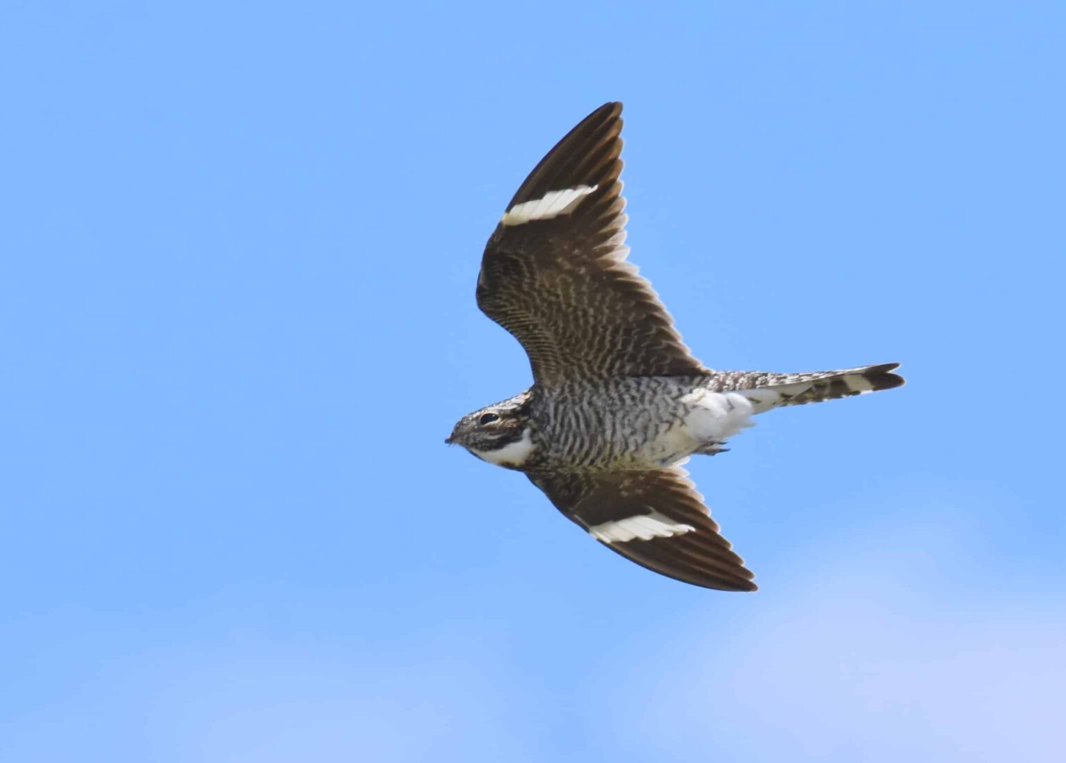 Common Nighthawk (Chordeiles minor) - Columbus Audubon