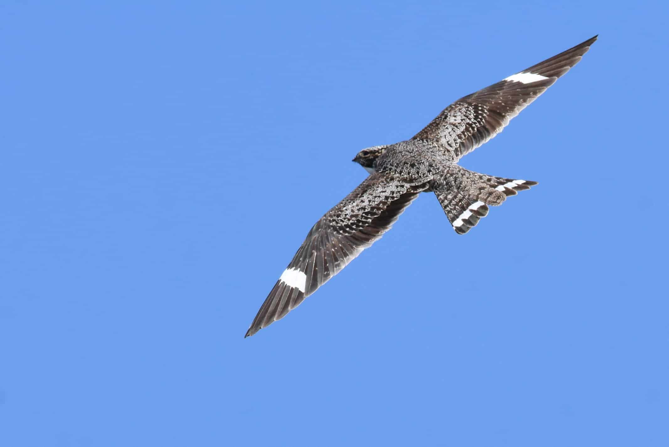 Common Nighthawk - Photo USFWS