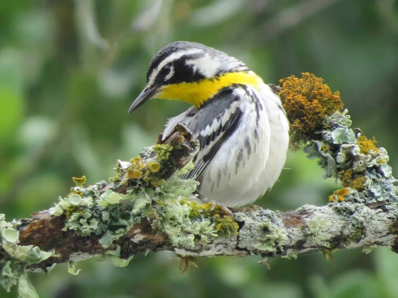 Yellow-throated Warbler - Photo Mark Bishop