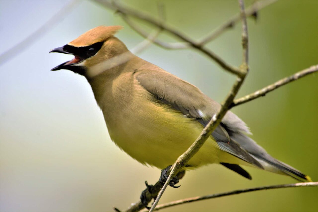 Cedar Waxwing