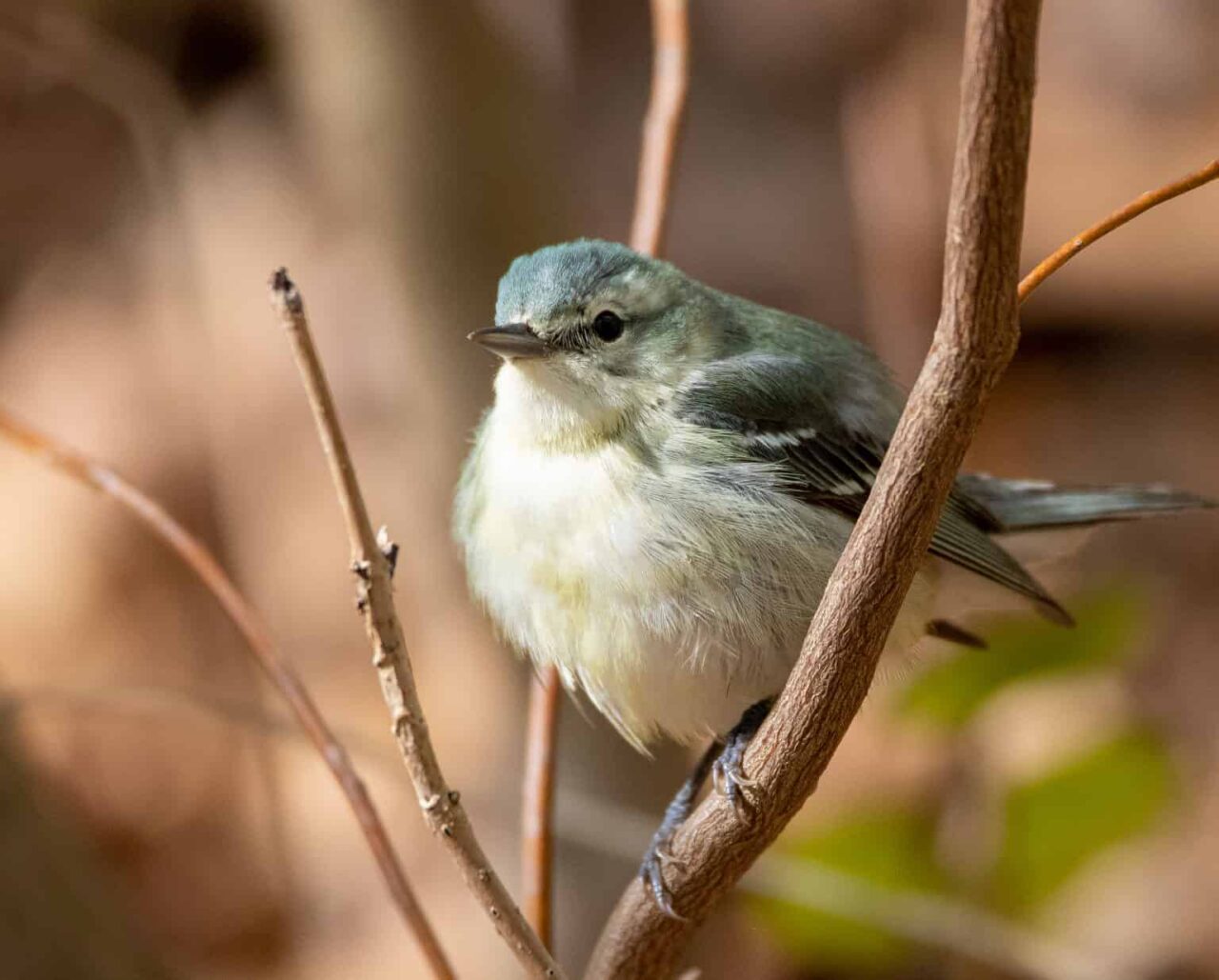 Cerulean Warbler - Photo Melina Cronin