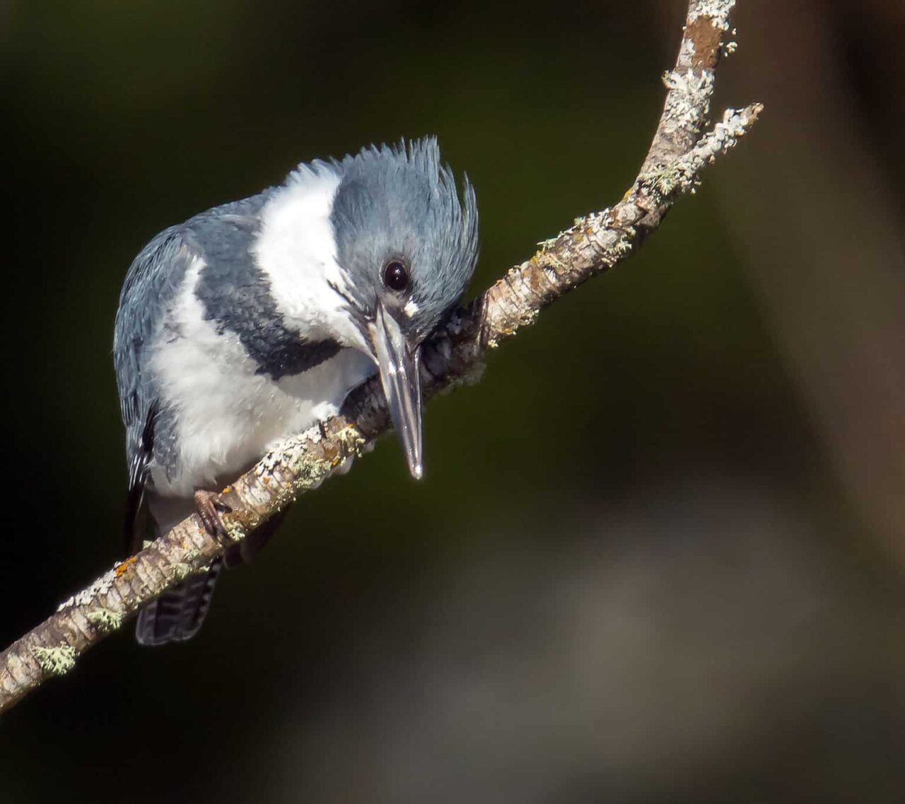 Belted Kingfisher - Photo Mick Thompson