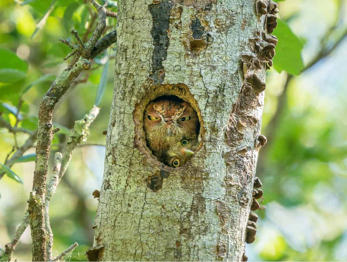 Eastern Screech Owls - Photo Mark Schocken