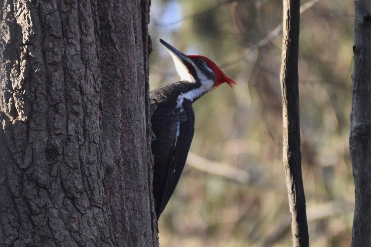 Pileated Woodpecker - Photo by Landon