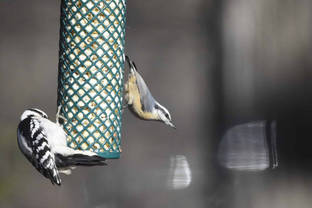 Downy Woodpecker and Red-breastd Nuthatch- Photo by Landon