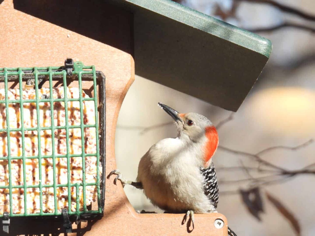 Red-bellied Woodpecker - Photo by Addie