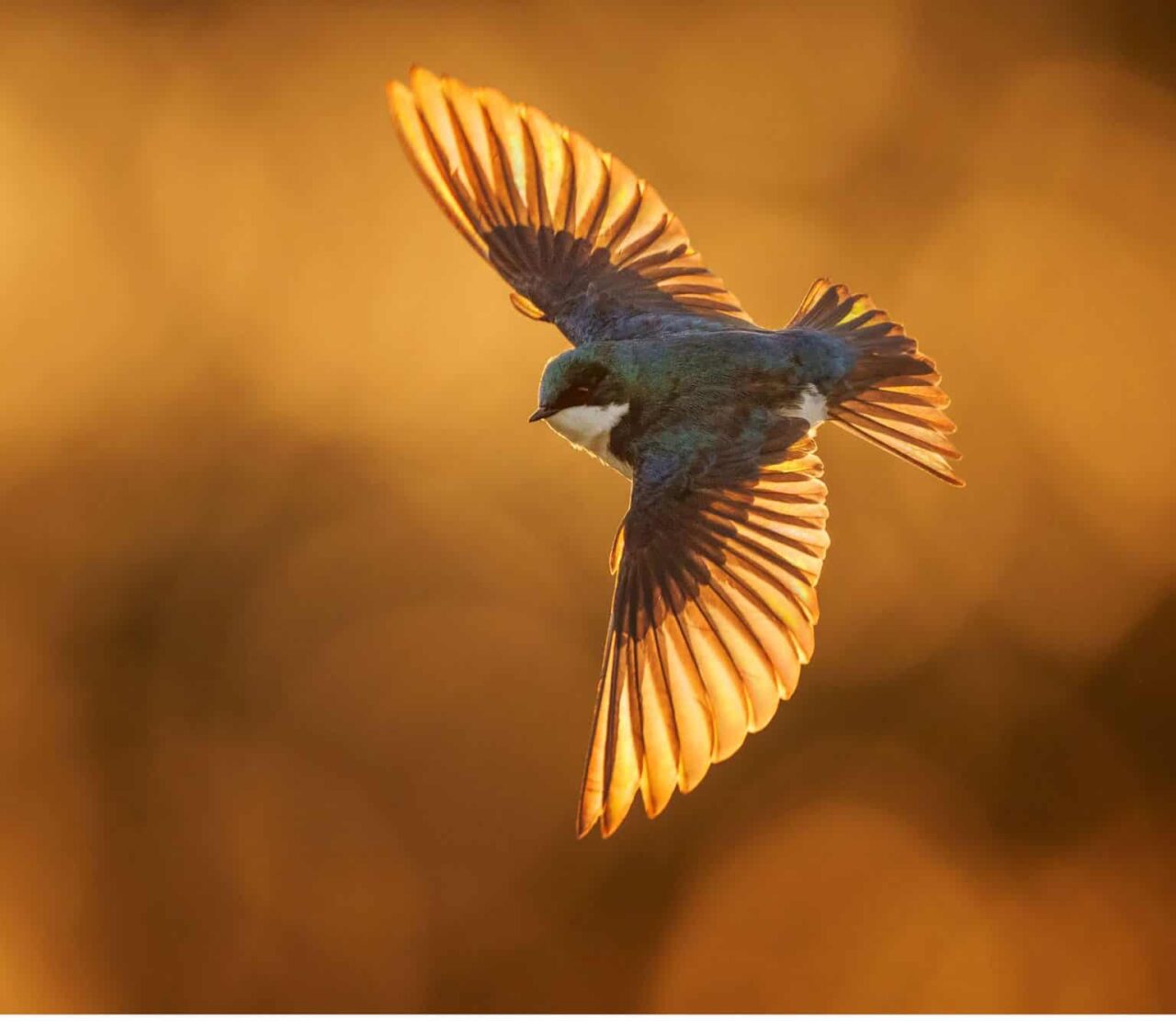 Aududon Photo Awards 2023 - Tree Swallow - Photo Nicholas Stroh