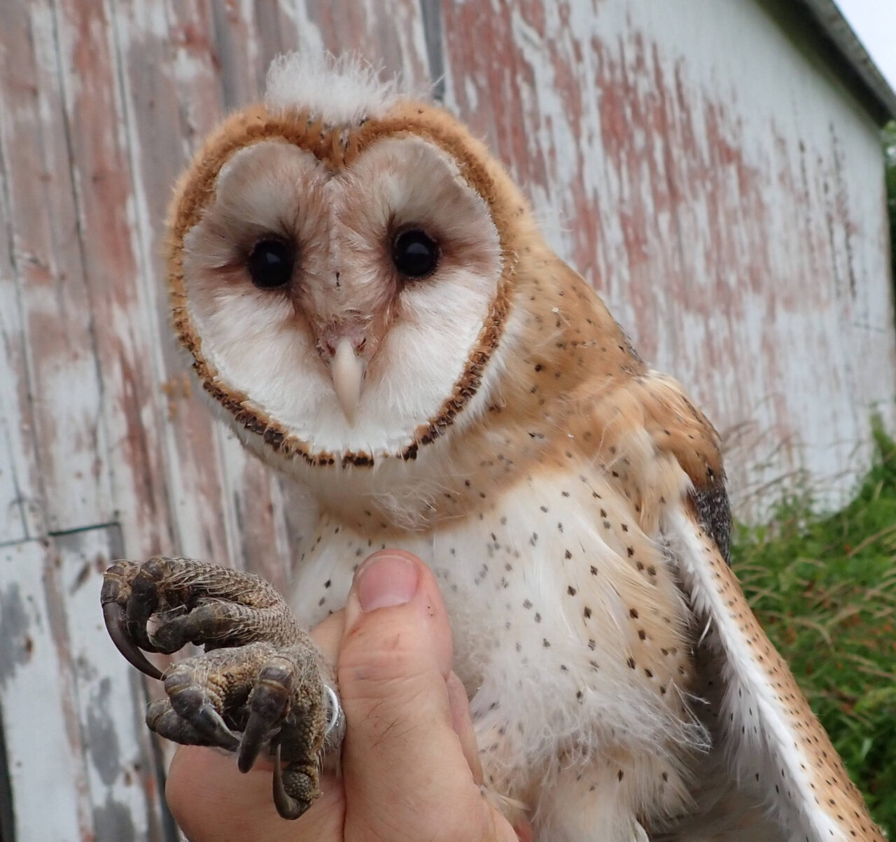 Barn Owl - Photo Blake Mathys