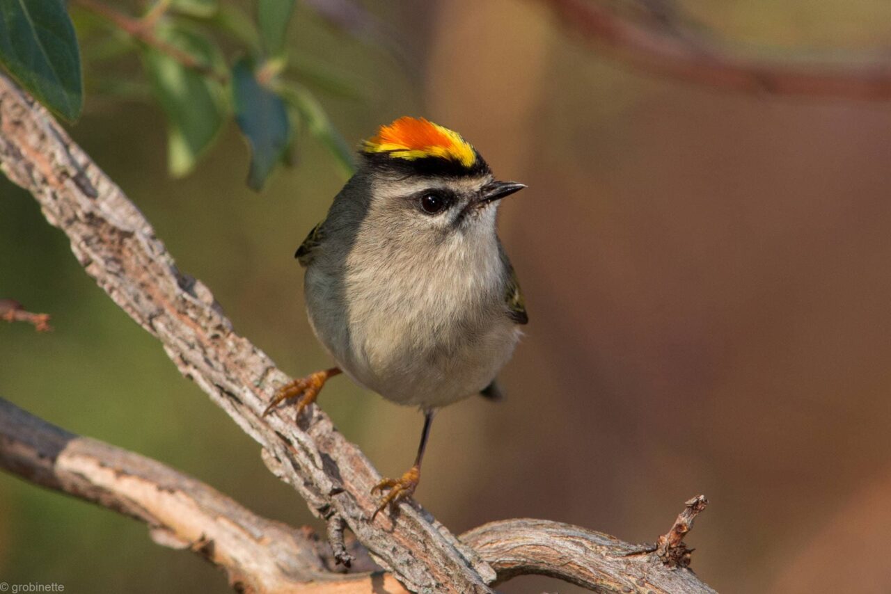 Golden-crowned Kinglet - Photo Gary Robinette