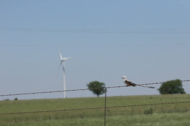 Flycatcher near Wind Turbine - Photo Matt Hamilton (CC-BY 4.0)