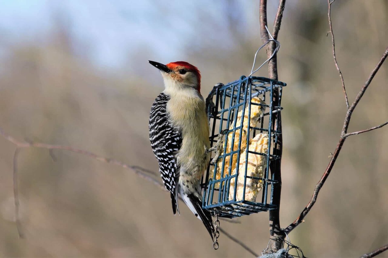 Red-bellied Woodpecker at Feeder - Photo Scottslm