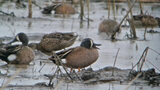 Blue-winged Teal in the Rain