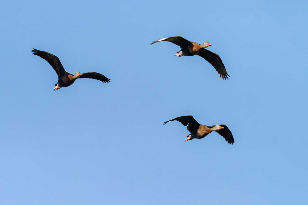 Black-bellied Whistling Ducks in Flight - Photo Mick Thompson